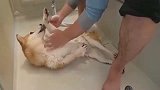 给柴犬洗澡，这是我见过最配合洗澡的狗狗了！