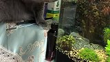 猫：主人你买的这些金鱼还挺好看呀！
