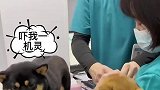 针还没扎上，先演上了，狗子戏精附体