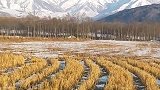 已经被收割的青稞地，远处是祁连山脉