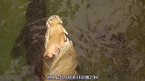 饥不择食的鳄鱼，使用“死亡翻滚”，将同伴手臂吞咽下肚