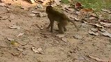 实拍：孤儿猴被欺负得尖叫，真过分