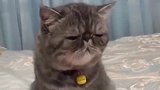 小猫咪被剃了毛，对女主表示一脸嫌弃，女主都不好意思了！