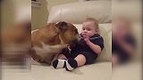 可能狗狗想亲一下宝宝吧，但宝宝有点嫌弃的样子，就是不让