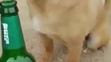这小狗有学问，一肚子墨水，全是知识！