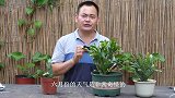夏季养蟹爪兰，不注意避免这些事，不死也半伤