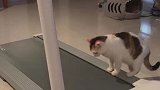 猫：这是啥东西呢，咋一直往后退呢！