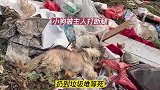 小狗被主人遗弃，前脚被打断，丢在垃圾堆里