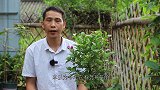 这棵三角梅，比其它棵三角梅能多开一波花，全靠这2个动作