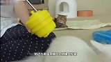 在猫喝水的地方，组装了个水滑梯，小猫们都会有什么反应呢
