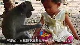 男子将仿真猴放入猴群，猴子误以为自己失手杀猴，场面让人落泪