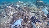 爱琴海底捞起数千垃圾袋 密密麻麻裹着珊瑚