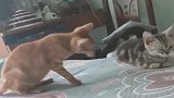 橘猫：亲亲抱抱转圈圈，画面温馨甜蜜！