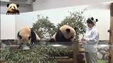 熊猫宝宝们开启吃吃喝喝模式，埋头苦喝盆盆奶的小可爱抢镜了