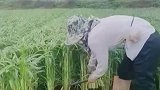 有谁知道，这是在割什么吗？