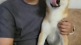 千万不要找养狗的男人！