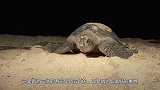 海龟最害怕的一种生物，一旦被它们盯上，基本无法再生存下去！