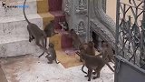猫咪误闯猴子领地，猴子们觉得好新鲜，接下来猫咪的下场太惨了