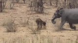 愤怒的大象，攻击刚出生的水牛 ，犀牛失去了与河马对抗的能力