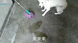 狗狗在家里随便拉尿 铲屎官慈父般的关怀 温暖着狗狗的心