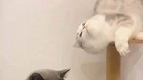 两只猫咪相亲，很明显蓝猫没看上