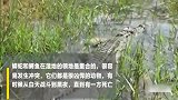 蟒蛇与鳄鱼大战，本以为鳄鱼这下玩完了，结果竟是这样