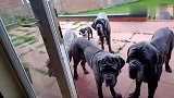 巨型獒犬被主人念到名字才能进家门，最后的那只斗牛犬表情好逗！