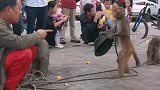 这个小猴子调皮又聪明