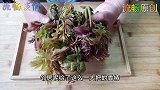 邻居给一把香椿做成香椿酱，不用发酵和腌制，香辣下饭，简单美味