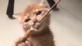 橘猫铲屎的，你想扎死朕吗