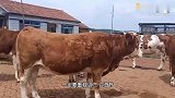 养繁殖母牛这五个细节一定要重视，掌握了之后节省的成本超乎想象