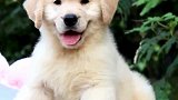超可爱金毛猎犬，小狗狗一天比一天大，太萌了！