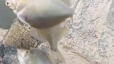 双钩三鱼，哪位大师来解释一下，这是什么操作