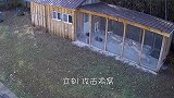 老鹰攻击鸡窝飞扑而下，谁知没看见玻璃墙，接下来憋住别笑
