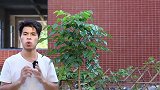 冬季养幸福树，用对方法养护，不落叶不黄叶