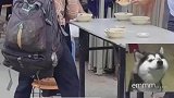 流浪大叔带着小狗吃早餐，我是流浪汉它却不是流浪狗