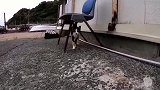 野外遇见几只流浪猫，细看有点不对劲