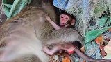 小猴子需要猴妈，可是猴妈已经奄奄一息……