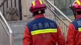 小区迎来“不速之客”，经查是国家二级保护动物雕鸮