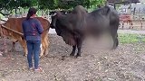 黑牛似乎对小黄牛很感兴趣，闻来闻去的，就是体格差得有点大