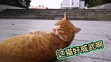 带仓鼠去河边公园玩发现一只可爱的小猫，小猫会跟我回家吗？