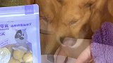 原来狗子是这样吃布丁的