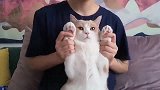 猫咪：今天很高兴给大家来个表演