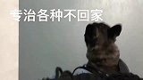 小奶狗：真他娘的丢狗