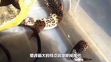 神奇的壁虎“断尾再生术”，看完让人震撼，镜头记录全过程