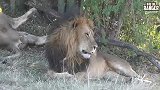 东非四公里雄狮之子：卡卡和马里达迪与狮群的生活