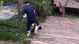 熊猫宝宝打妈妈，结果被熊猫妈妈按着一顿打，下一秒请不要笑！