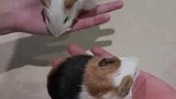 佩奇又双叒叕来了