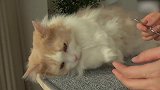 胖乎乎的猫咪上线，这软萌的小样子，真可爱！