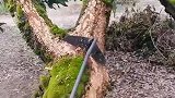 龙眼树长一层苔藓，不刮掉的话树会死的